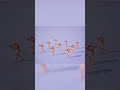 FREE ADS Pistol loops for UE5 on Patreon! #gamedev #shorts #fyp #mocap #ue5 #Pistol #ue