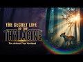 The Secret Life of the Thylacine | The Animal That Vanished
