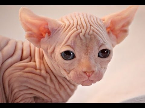 Породы кошек которые не вызывают аллергию с фото thumbnail