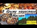 В Крыму нашествие маслят. Столько грибов я еще не видел!!!