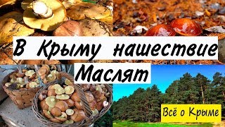 В Крыму нашествие маслят. Столько грибов я еще не видел!!!