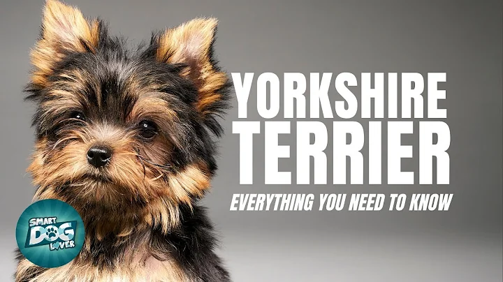 Yorkshire Terrier Dogs 101| Everything You Need To Know - DayDayNews