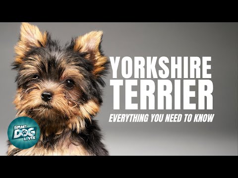 Video: 11 lý do tại sao Baxter là một trong những chú chó yêu thích của chúng tôi