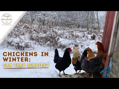 Surviving Winter with Chickens