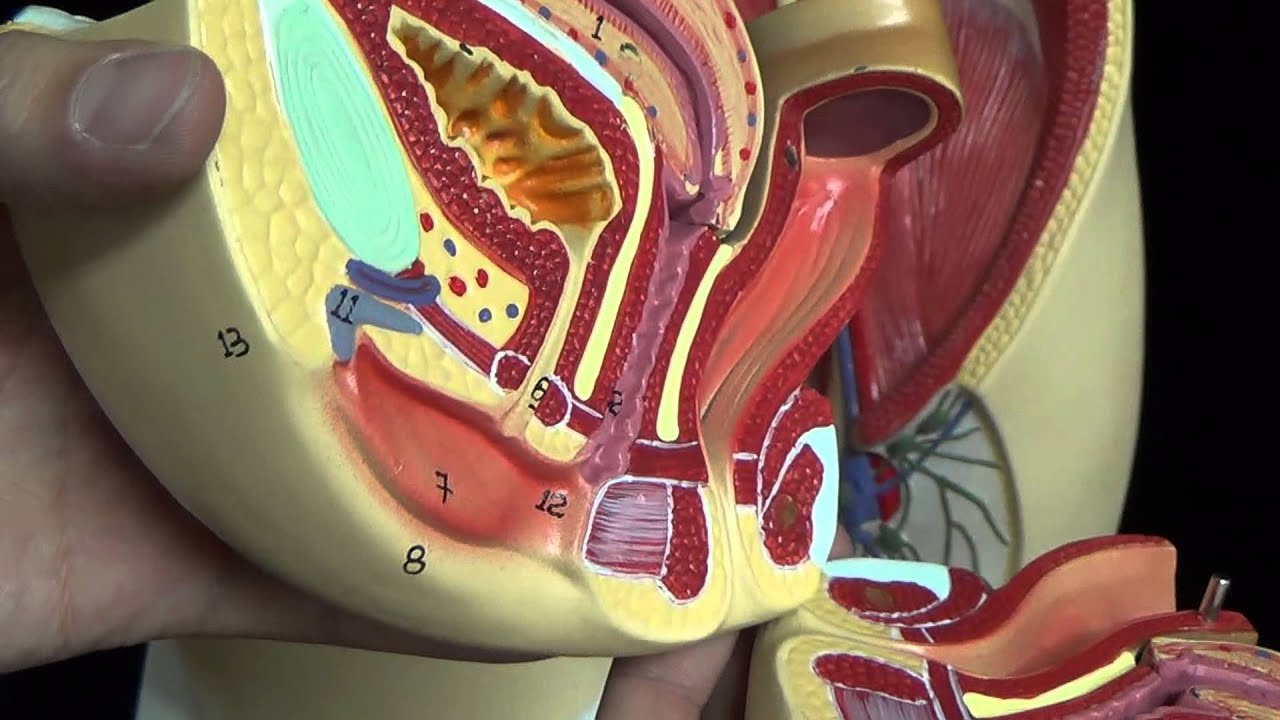 人体模型で見る、体の不思議 14・・・女性器の構造 YouTube