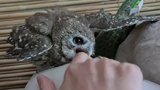 Staying alive while scritching an owl. Why is Gnus a "shittle owl"?