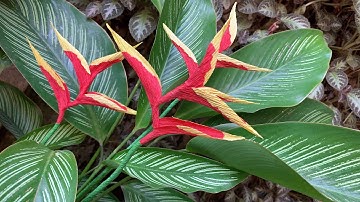 ABC TV | How To Make Easy Heliconia Flower With Crepe Paper - Craft Tutorial