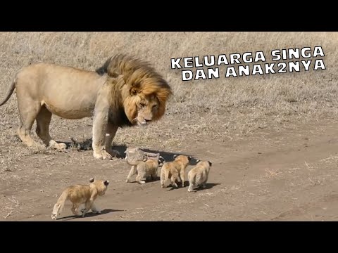 CUTE FIRE!, LION FAMILY AND IT&rsquo;S STILL SMALL CHILDREN