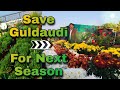 रामविलास जी गुलदाउदी के पौधे अगले साल के लिए कैसे बचाते हैं? || Saving Guldaudi for next Season