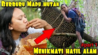 CARA SEDERHANA PANEN LEBAH MADU HUTAN