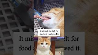 It mistook the belt for food and swallowed it #CatEmergency #VetCare #CatSwallowedBelt #PetEmergency