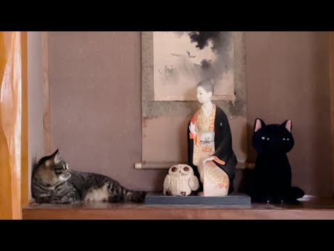 床の間の猫〜それぞれの場所〜 Kuu in the tokonoma (alcove)