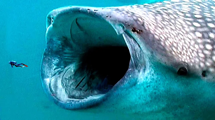 How To Survive Getting Swallowed by a Whale!