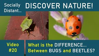 Bugs vs Beetles! What&#39;s the difference? - Discover Nature #20