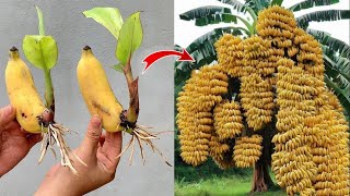 New idea: to propagating bananas with coca cola, get fast fruits in a short time