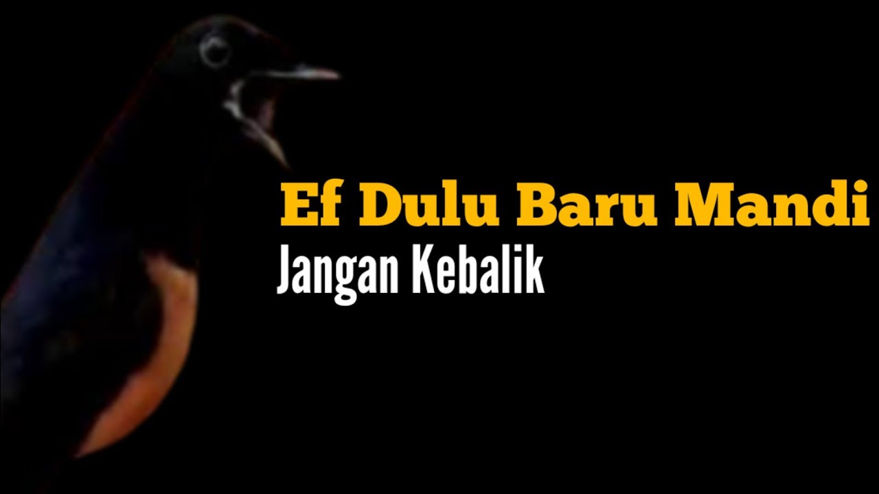 Murai Batu Naik Suhu Tubuh, Rawatan Jangan Kebalik || Bengkel Murai Batu