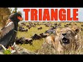 Mara Triangle vs Masai Mara National Reserve | Great Wildebeest Migration Tips | Kenya Safari Guide