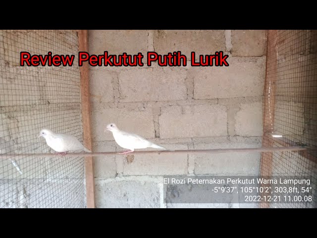 Review Perkutut Putih Lurik Lampung class=