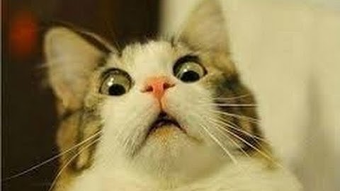 Funny Cats - A Funny Cat Videos Compilation 2016 / FUNNY FAILS