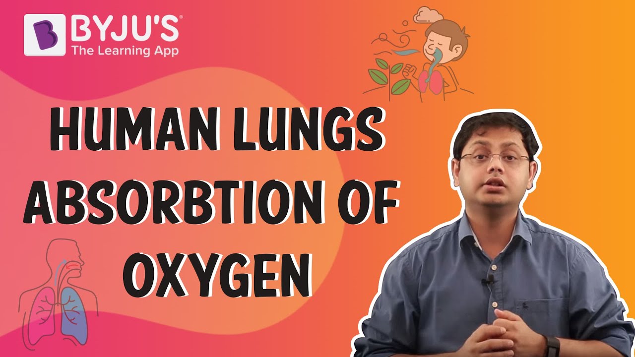 Human Lungs - The Process Of Absorbtion Of Oxygen