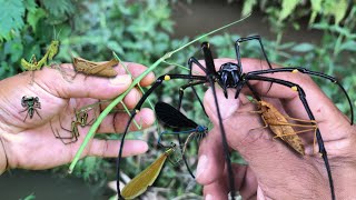 discovered an incredible giant stick insect‼catch  jump spider, orb spider, dragonfly, baby mantis