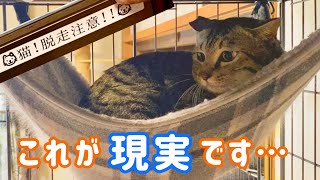 【リアル密着】匹の保護猫と暮らす多頭飼い実家で事件発生‼