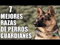 7 Mejores Razas de Perros Guardianes de Propiedad