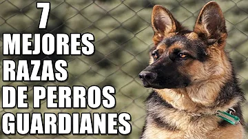 ¿Cuál es el perro guardián más temible?