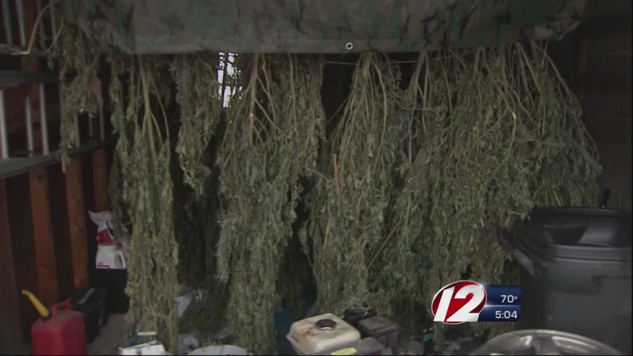 Marijuana Plants Found in Westport Woods
