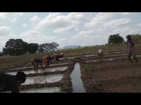 Wanawake Ni Wapandaji Wazuri Wa Zao La Vitunguu