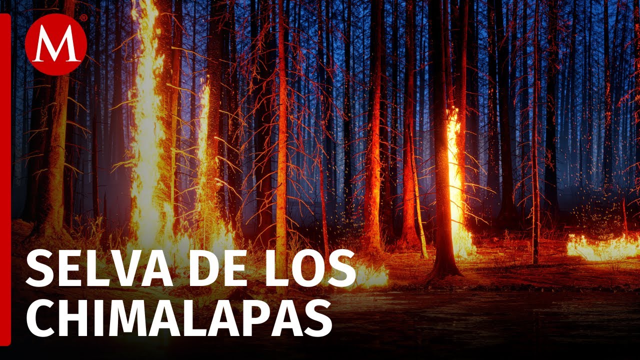 En Oaxaca, logran controlar parte del incendio en Selva de los ...
