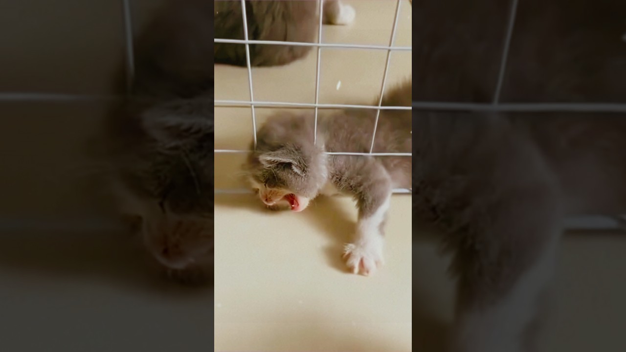 🐶🐱FAH: Cats Doing Dumb Stuff: Masters of Majestic Fails 