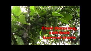 thinning fruit, soft fruit harvest begins. screenshot 1
