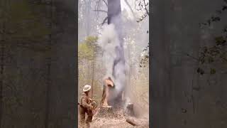 Timber Harvest Highlights fyp satisfying tree... #Shorts #michael.katouzi