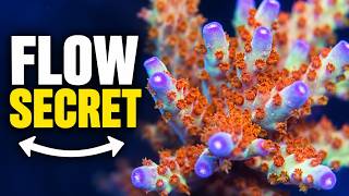 My Secret to Healthy Acropora: A Powerhead That Moves