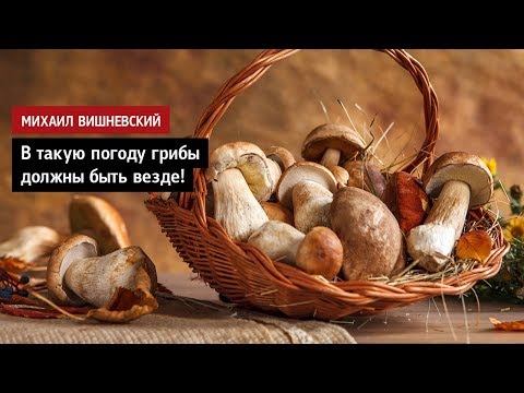 Михаил Вишневский: В такую погоду грибы должны быть везде!