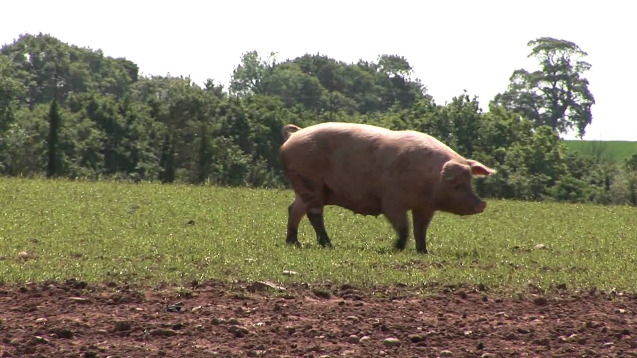 Meet the Producer: Kenniford Farm Free Range Pork