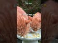 When you have no appetite, have a few pieces. You will want to eat all of a sudden. Give your cat...