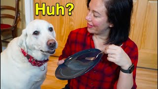 Our Dogs React to the Invisible Food Challenge