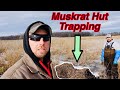“Insanely High Percentage Set” Trapping INSIDE Muskrat Huts {How To}