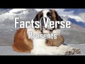 How 100 Years Of Breeding Changed These Popular Dog Breeds