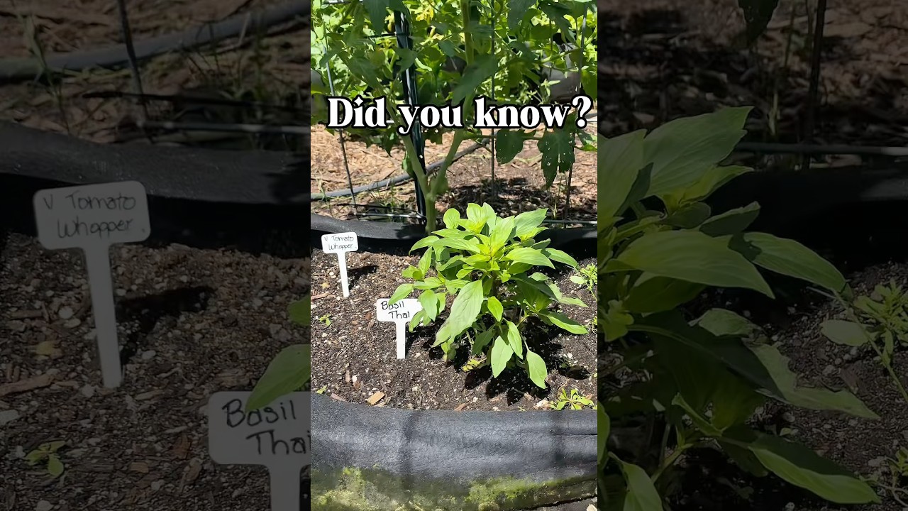 Uploads from From Seed to Spoon Garden Planning App