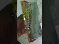 luckana new shrimp 9846245393 ചൂണ്ട കട pattambi
