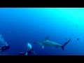 Requin marteau / Hammerhead shark