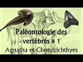 Palontologie des vertbrs  1  agnatha et chondrichthyes