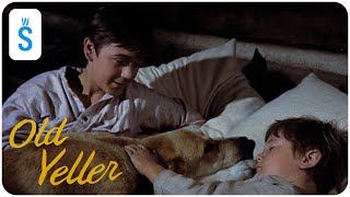Old Yeller 1957 Scene Watch Out Bear