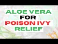 Using aloe vera for poison ivy