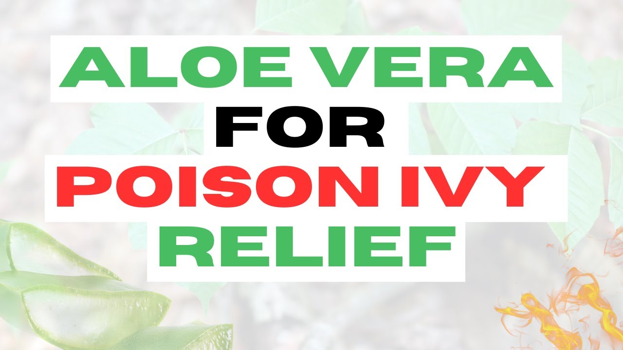 Using Aloe Vera for Poison Ivy YouTube