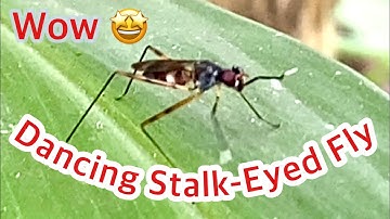 Looks Funny of a Stalk-Eyed Fly Dancing on a Leaf @InsectsAnimals