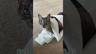 Download Mp3 It’s me, hi! I’m the problem it’s me #cats #shorts Gudang lagu Download Mp3 It’s me, hi! I’m the problem it’s me #cats #shorts